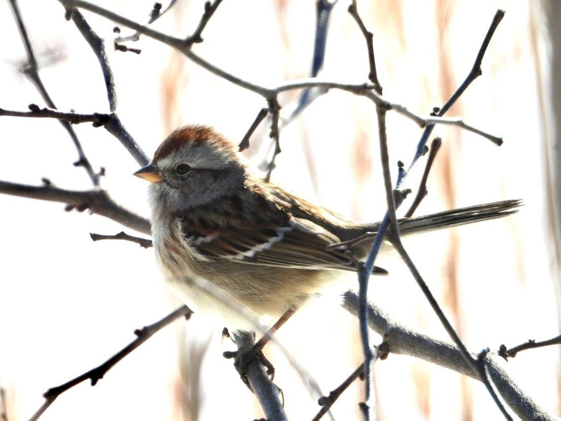 American Tree Sparrow - ML628819376