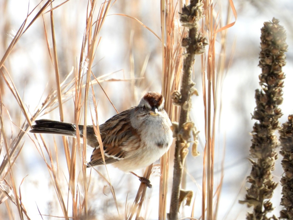 American Tree Sparrow - ML628819377