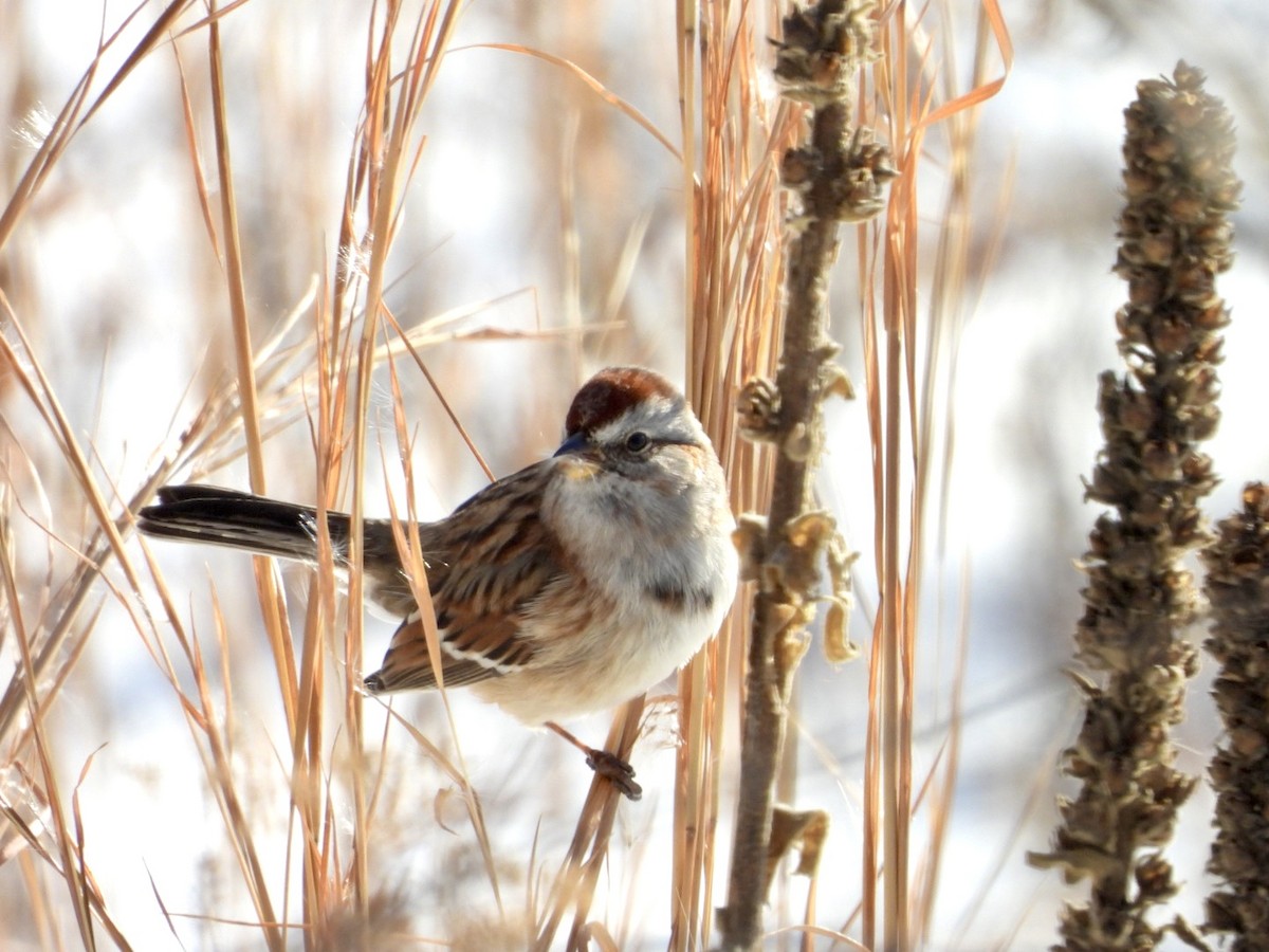 American Tree Sparrow - ML628819378