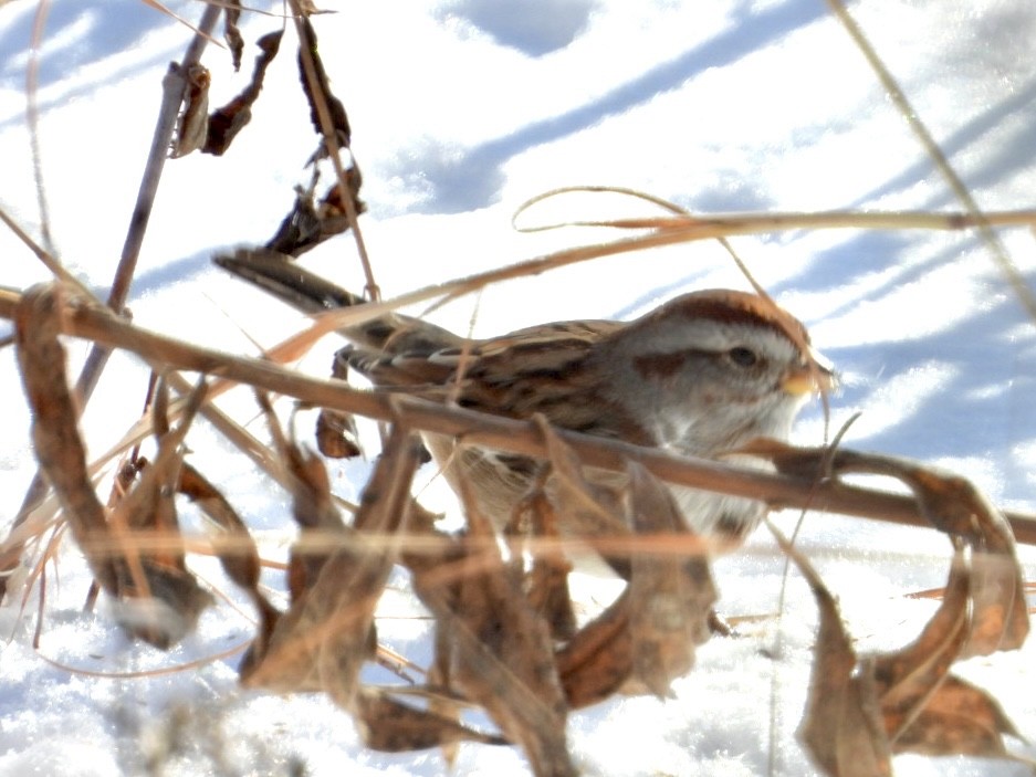 American Tree Sparrow - ML628819379