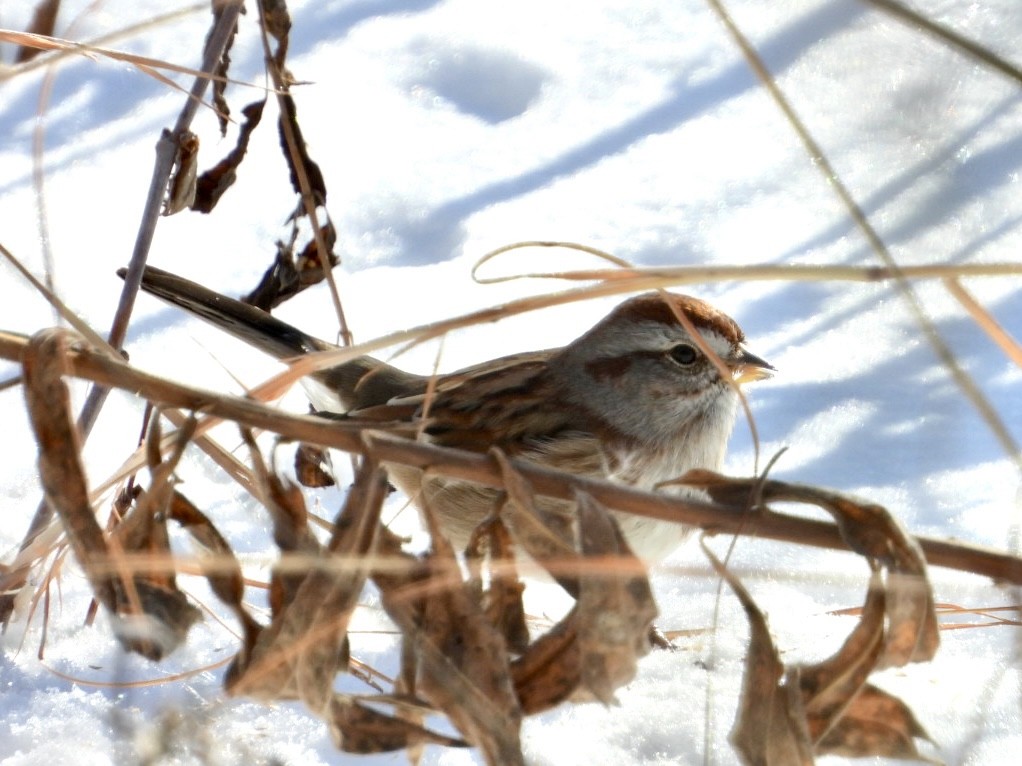 American Tree Sparrow - ML628819380