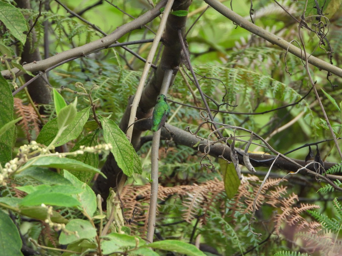 Short-tailed Emerald - ML628819839
