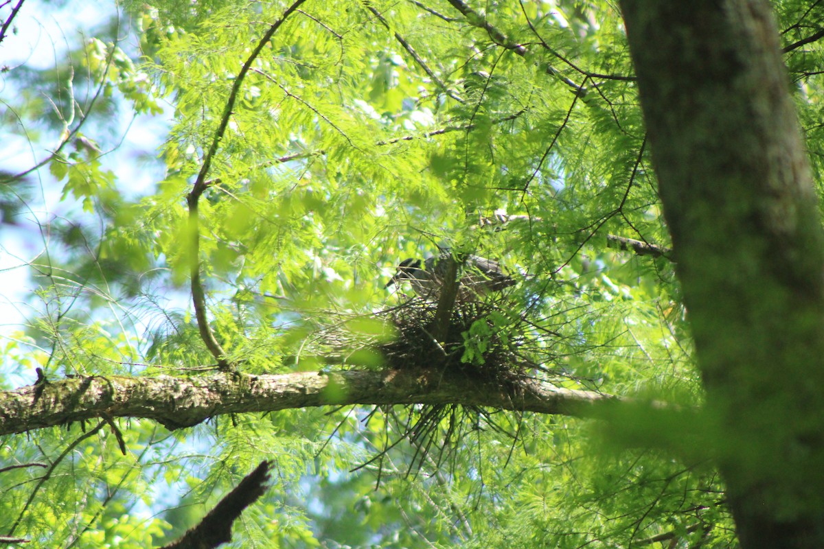 Yellow-crowned Night Heron - ML628819850