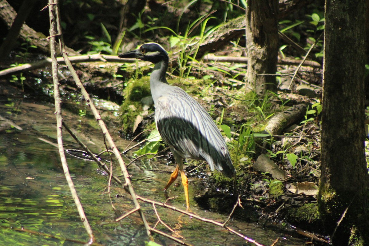 Yellow-crowned Night Heron - ML628819852