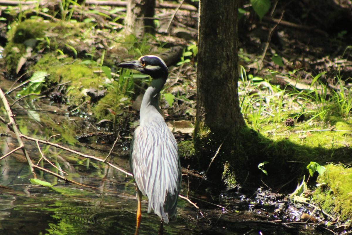 Yellow-crowned Night Heron - ML628819853