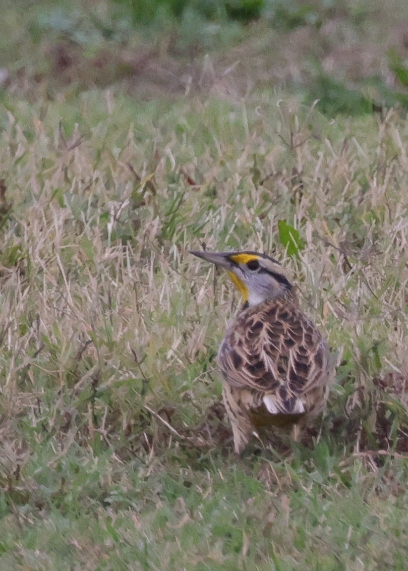 Eastern Meadowlark (Eastern) - ML628819867