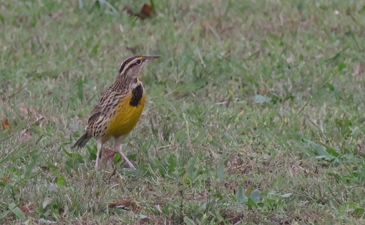 Eastern Meadowlark (Eastern) - ML628819883