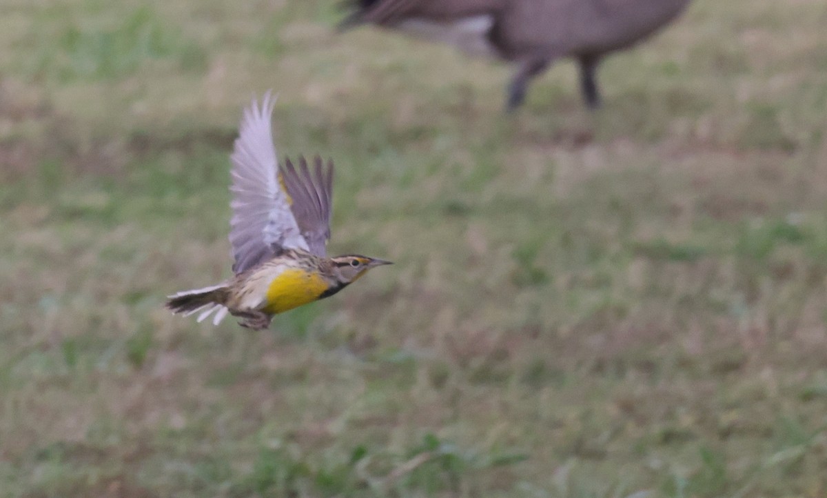 Eastern Meadowlark (Eastern) - ML628819913