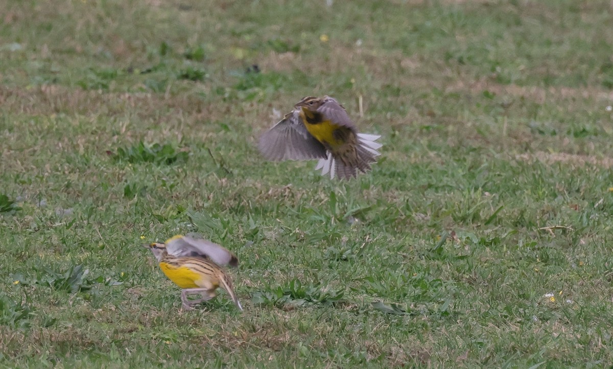 Eastern Meadowlark (Eastern) - ML628819930