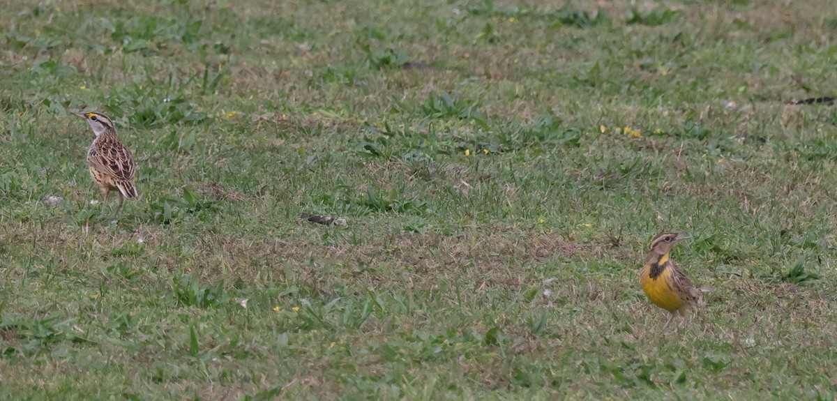 Eastern Meadowlark (Eastern) - ML628820001