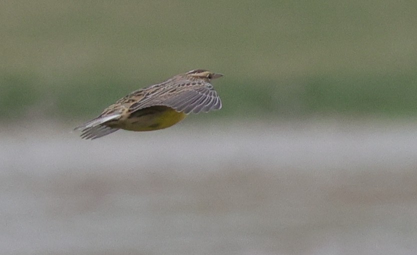 Eastern Meadowlark (Eastern) - ML628820051