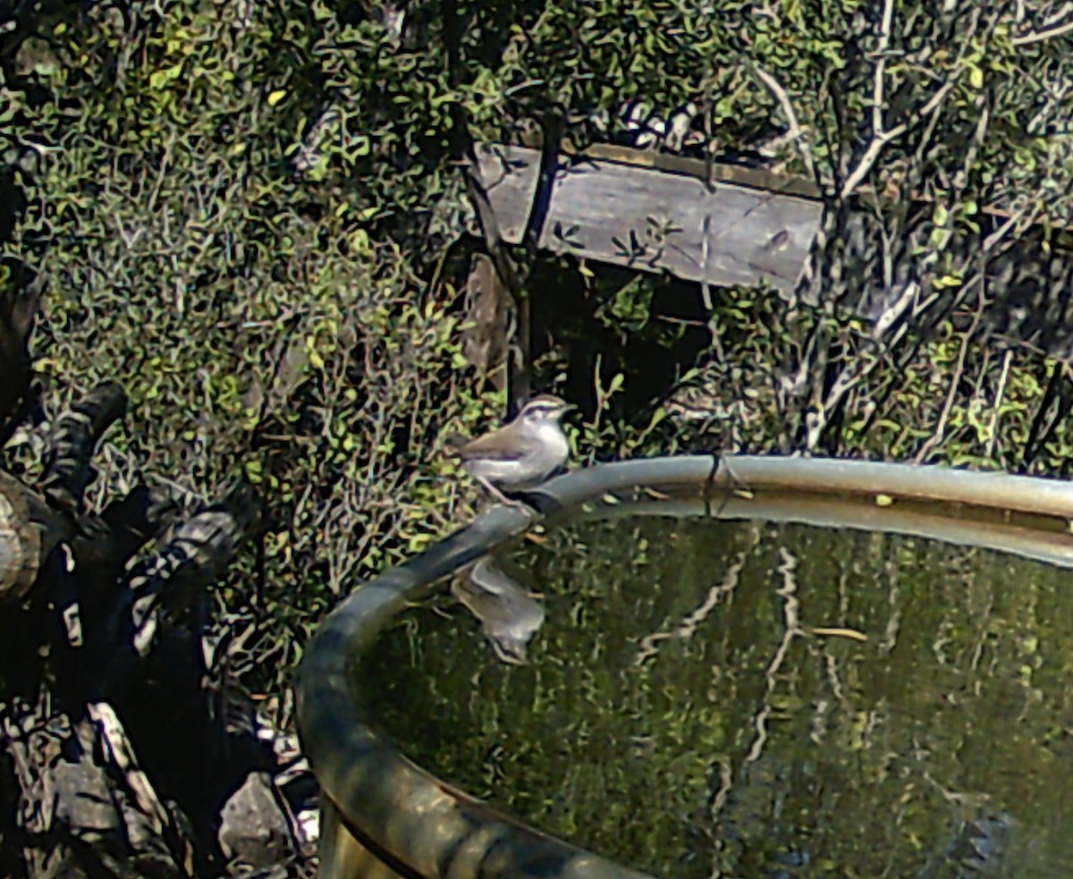 Bewick's Wren - ML628820238