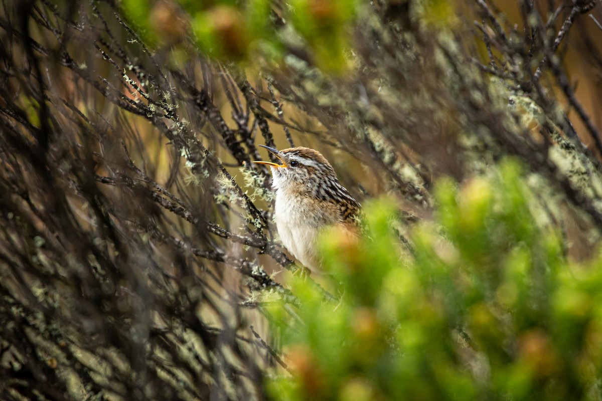 Merida Wren - ML628820310