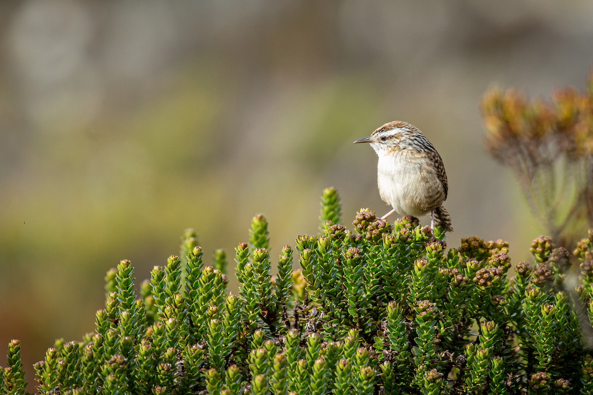 Merida Wren - ML628820311