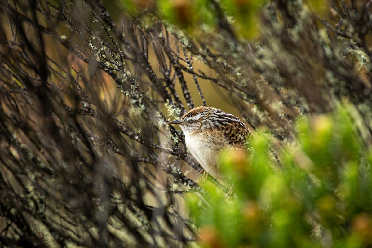 Merida Wren - ML628820316