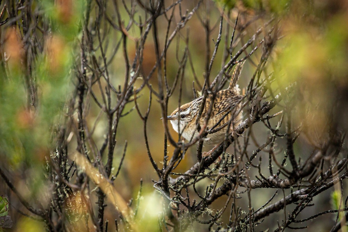 Merida Wren - ML628820317