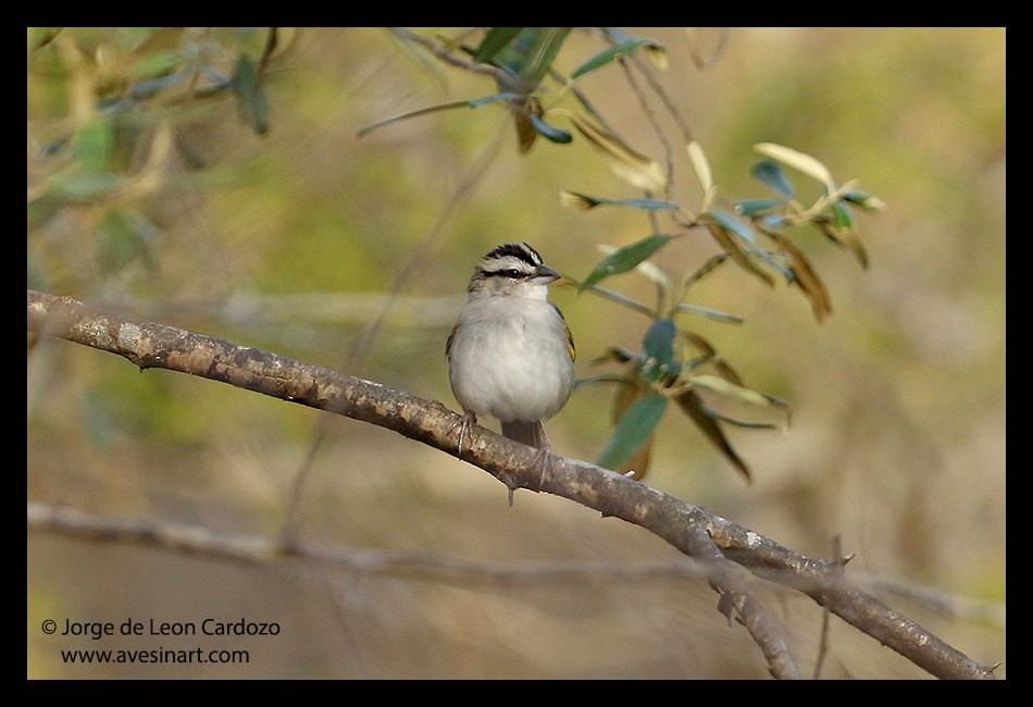 Tocuyo Sparrow - ML628820396