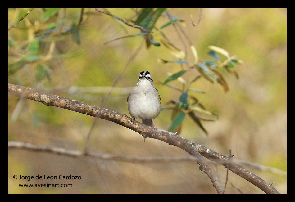 Tocuyo Sparrow - ML628820397
