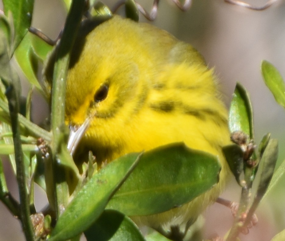 Prairie Warbler - ML628820400