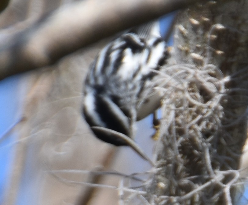 Black-and-white Warbler - ML628820415