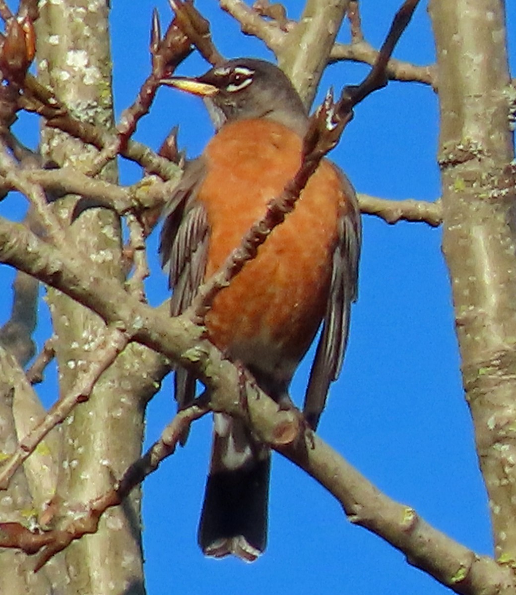 American Robin - ML628820873