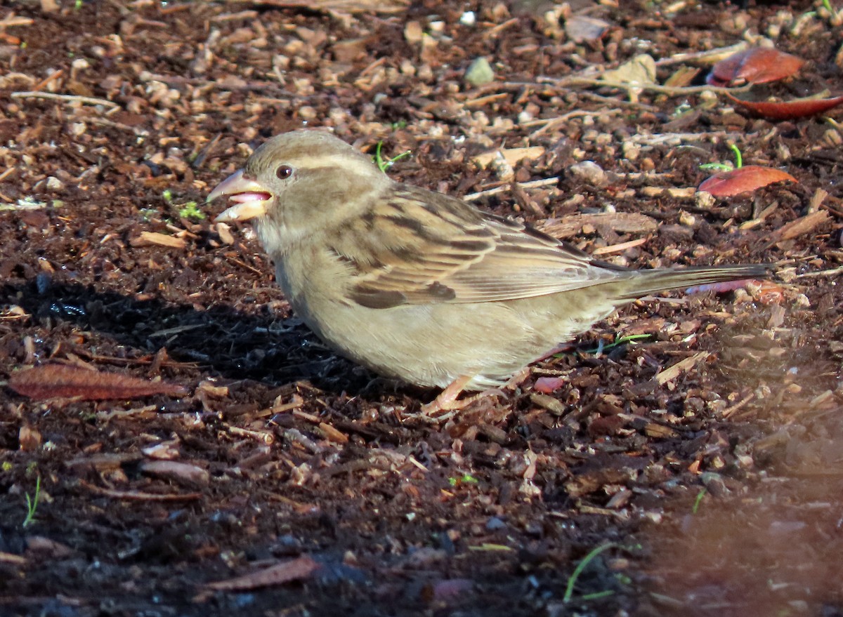 House Sparrow - ML628820907