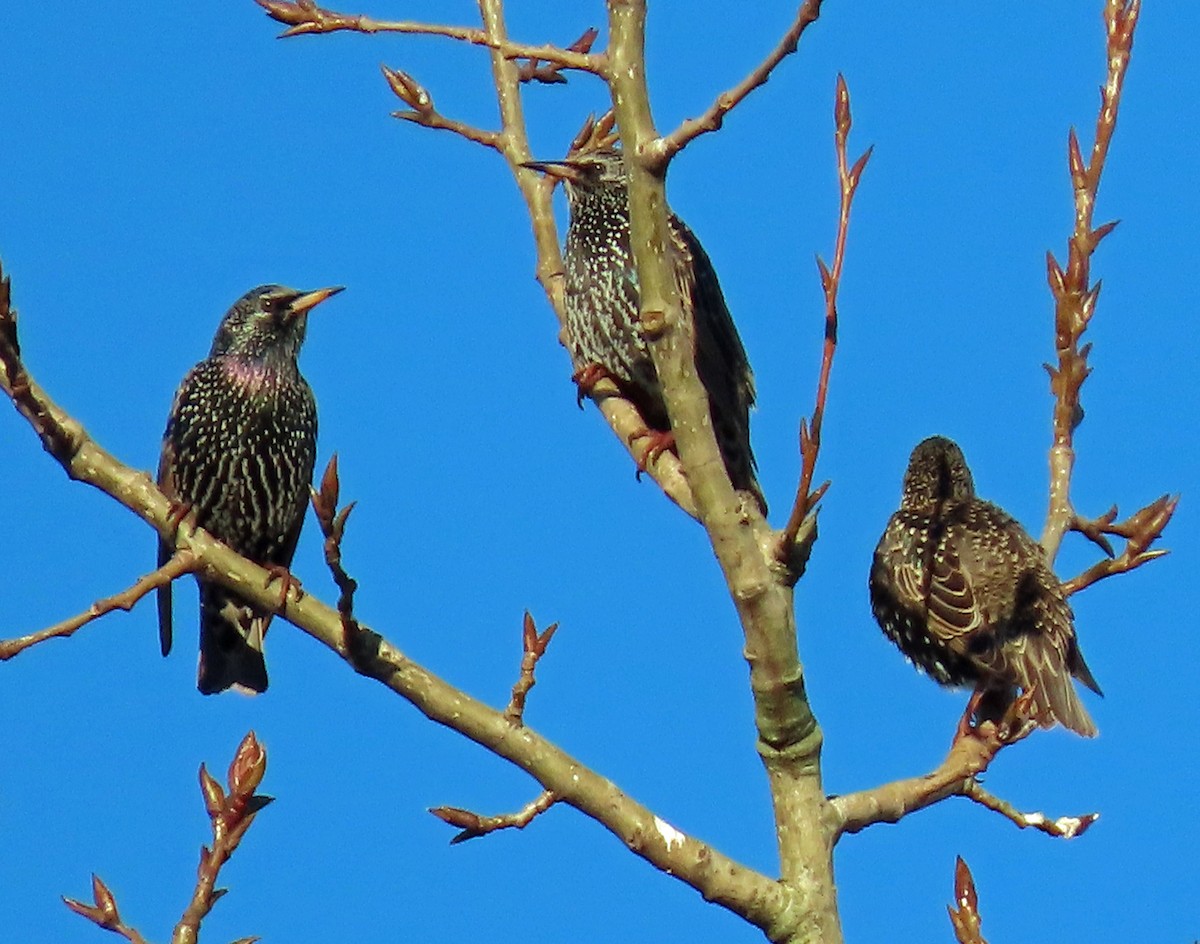 European Starling - ML628820925