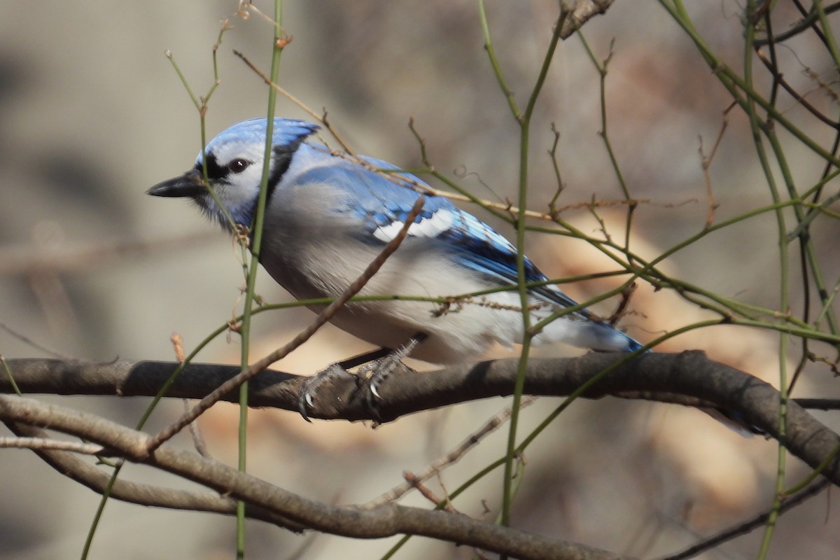 Chara Azul - ML628820932