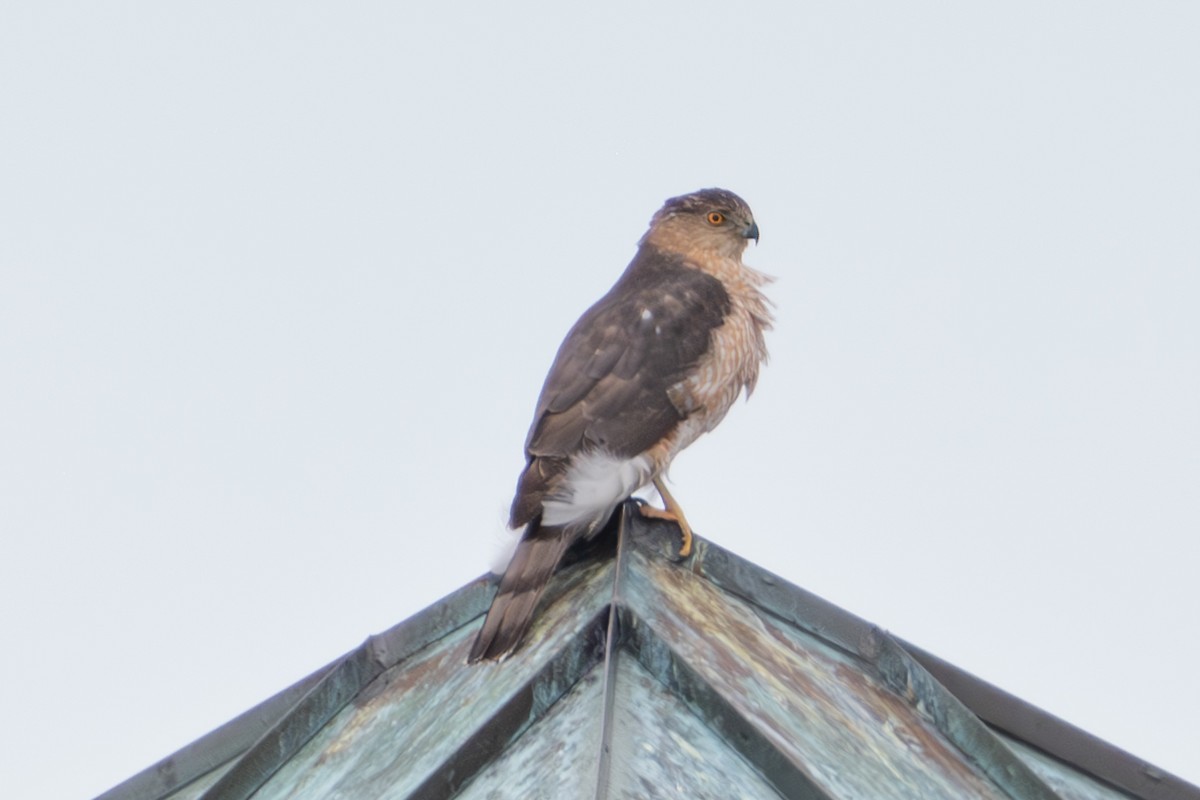 Cooper's Hawk - ML628821199