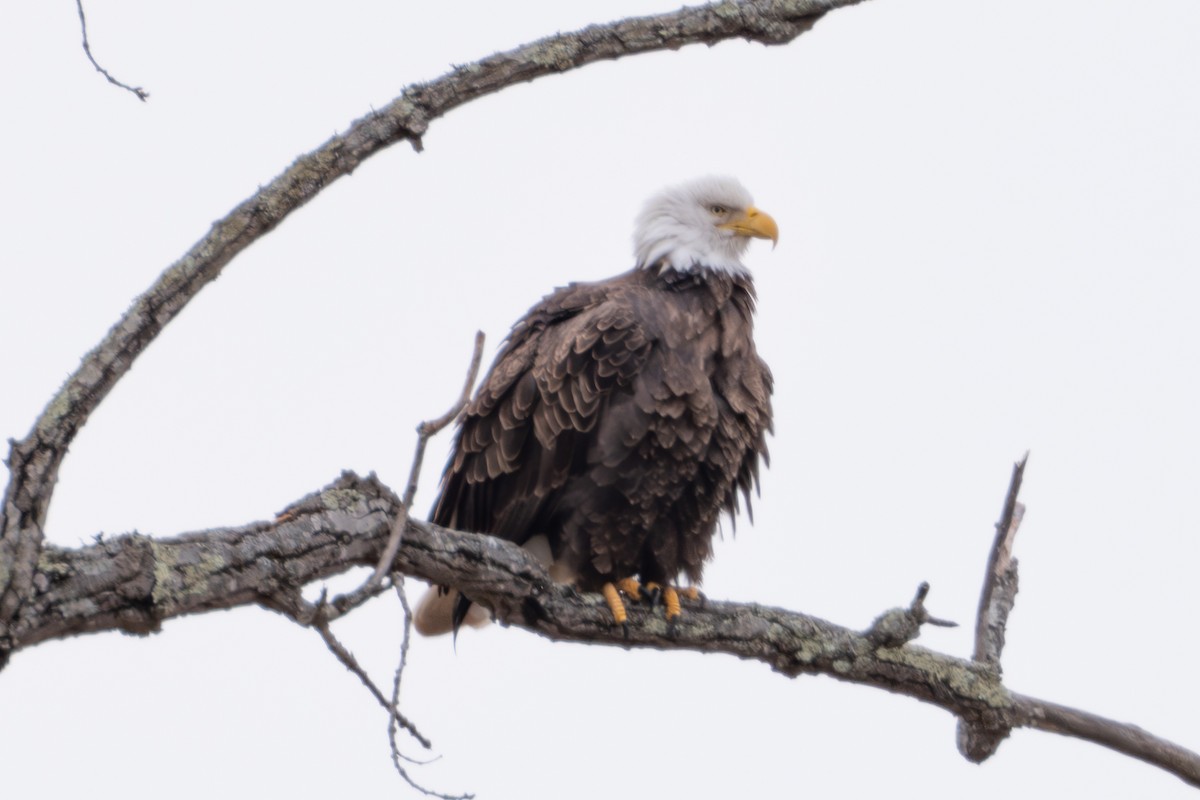 Bald Eagle - ML628821205
