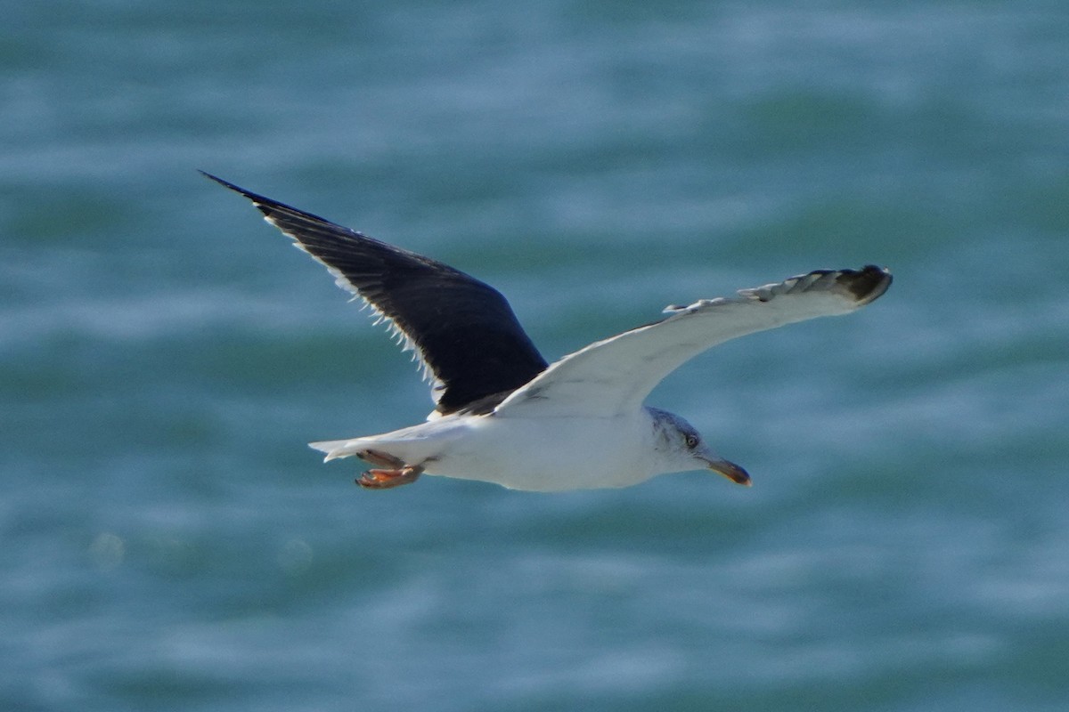 Lesser Black-backed Gull - ML628821321