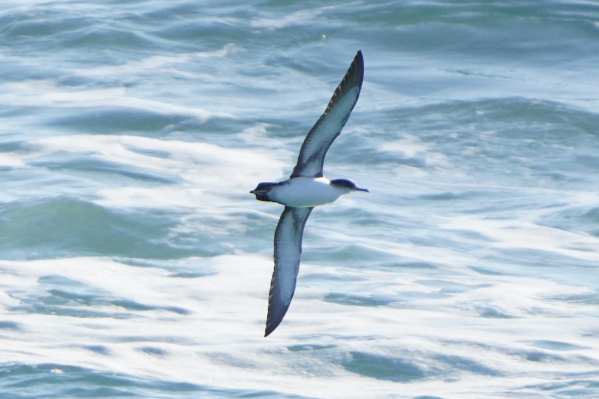 Yelkouan Shearwater - ML628821339