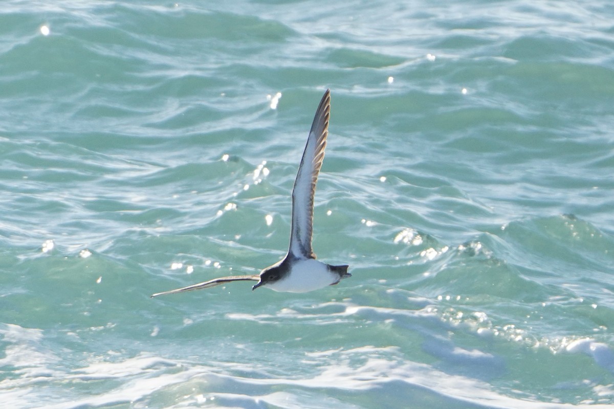 Yelkouan Shearwater - ML628821340