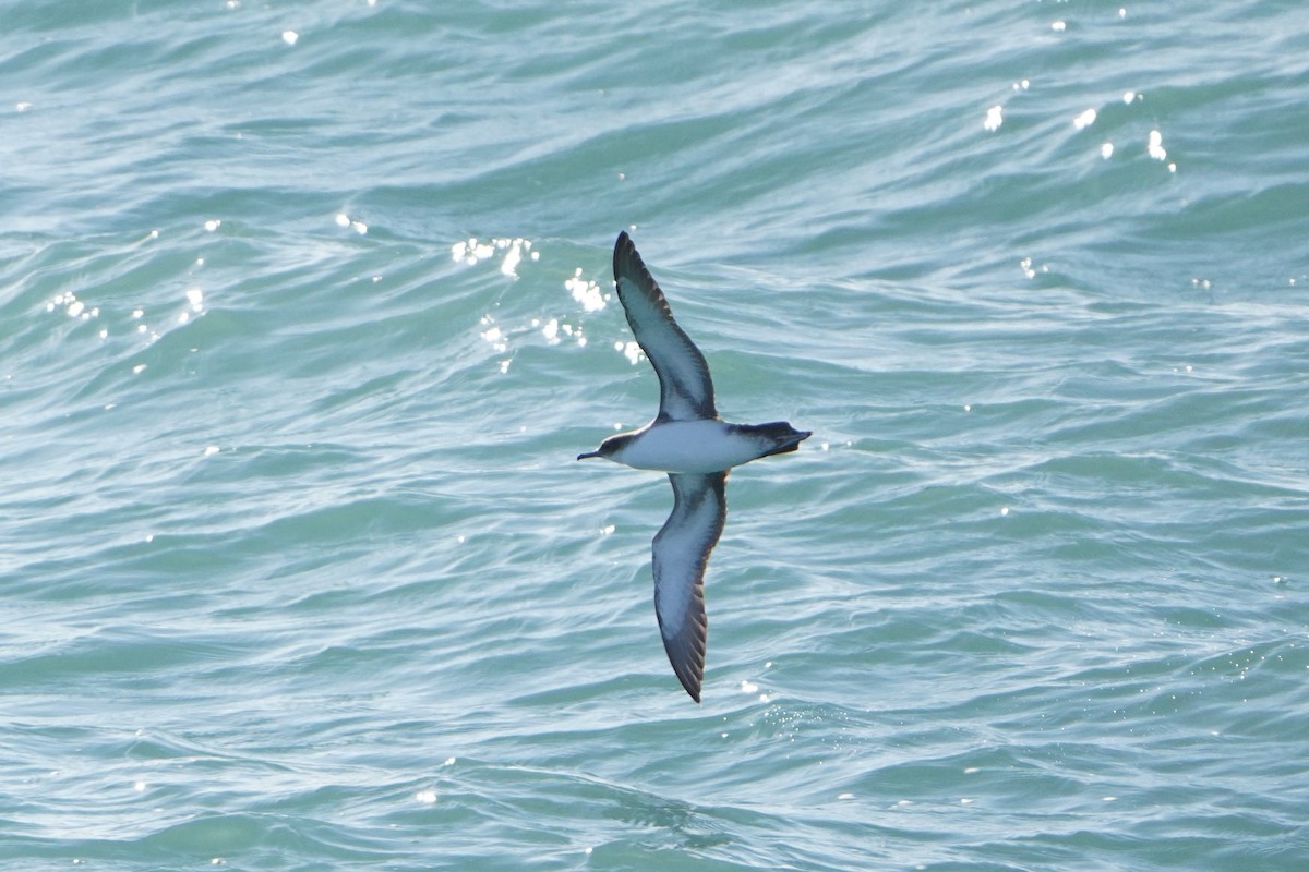 Yelkouan Shearwater - ML628821341