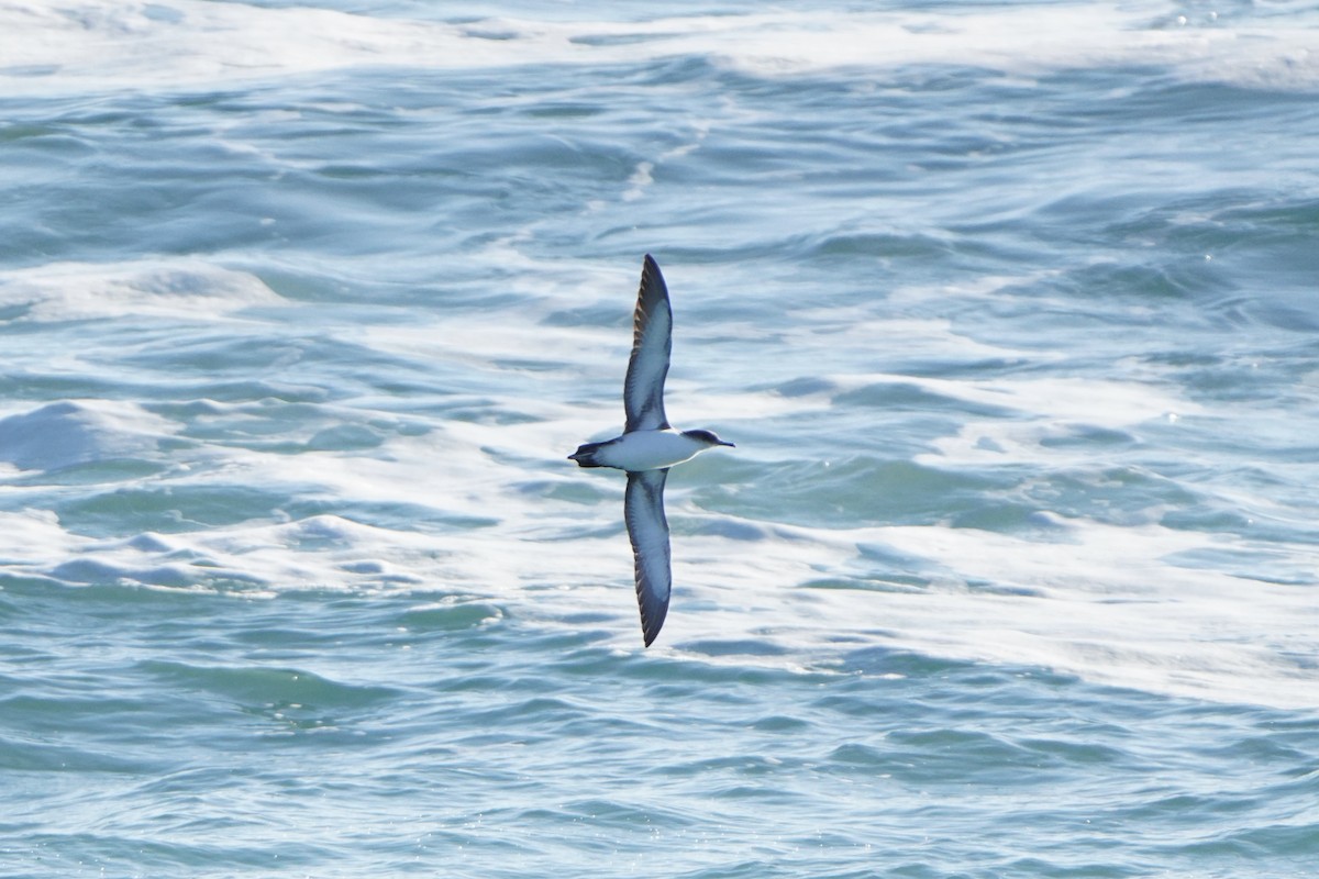 Yelkouan Shearwater - ML628821342