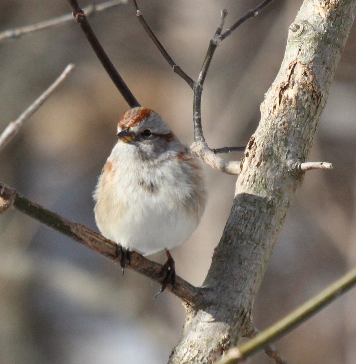 American Tree Sparrow - ML628822168