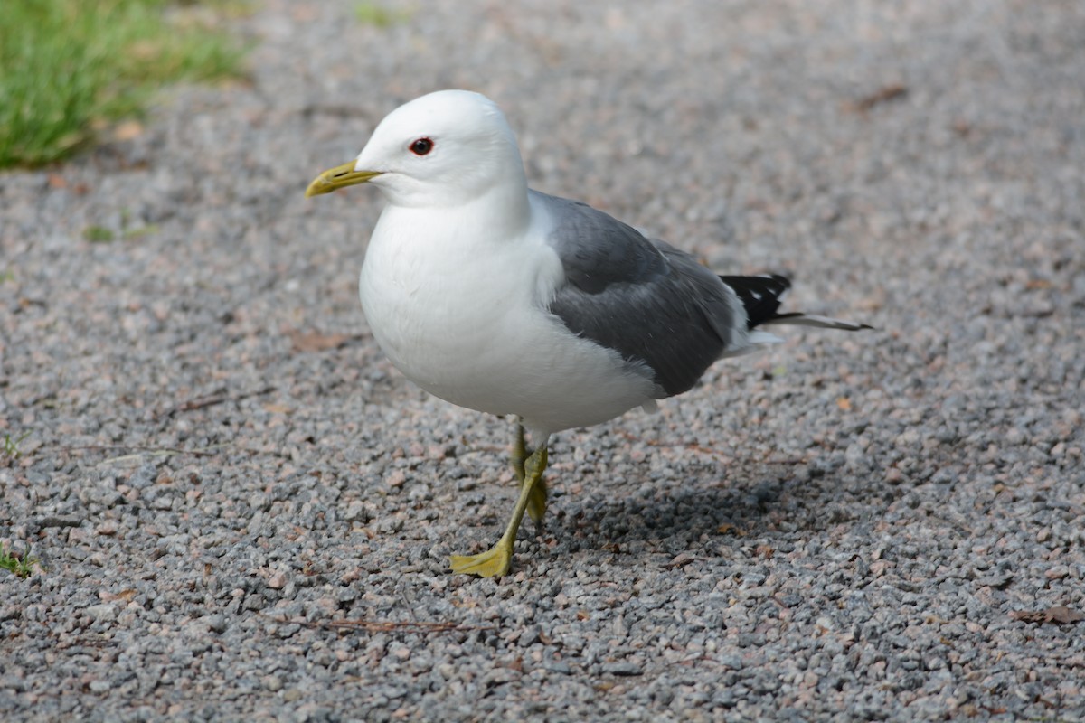 ML62882221 - Common Gull - Macaulay Library