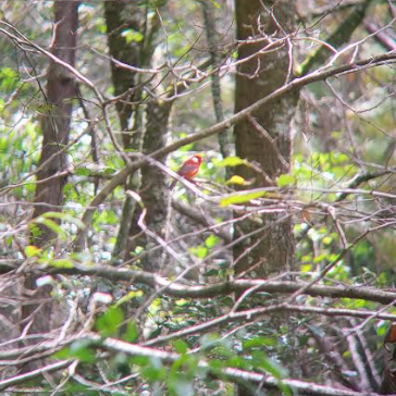 Red Warbler - ML628822223