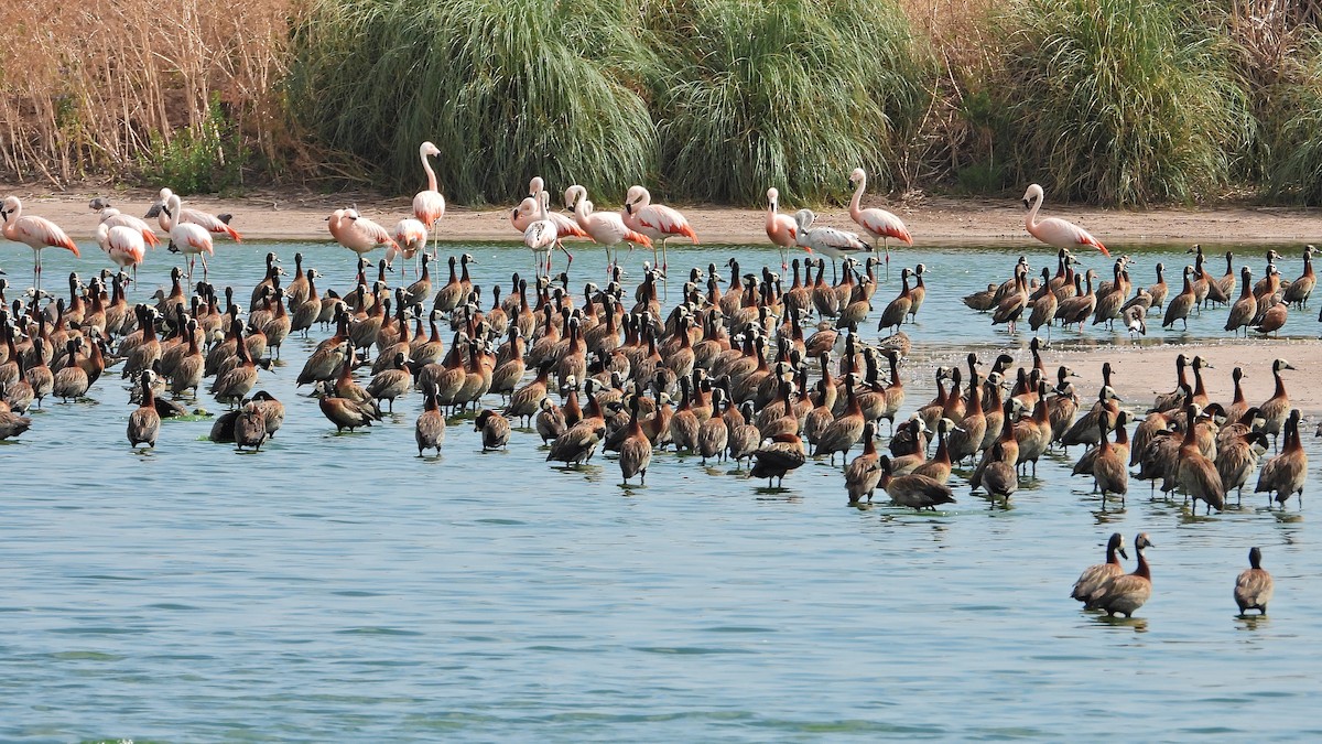 White-faced Whistling-Duck - ML628822259