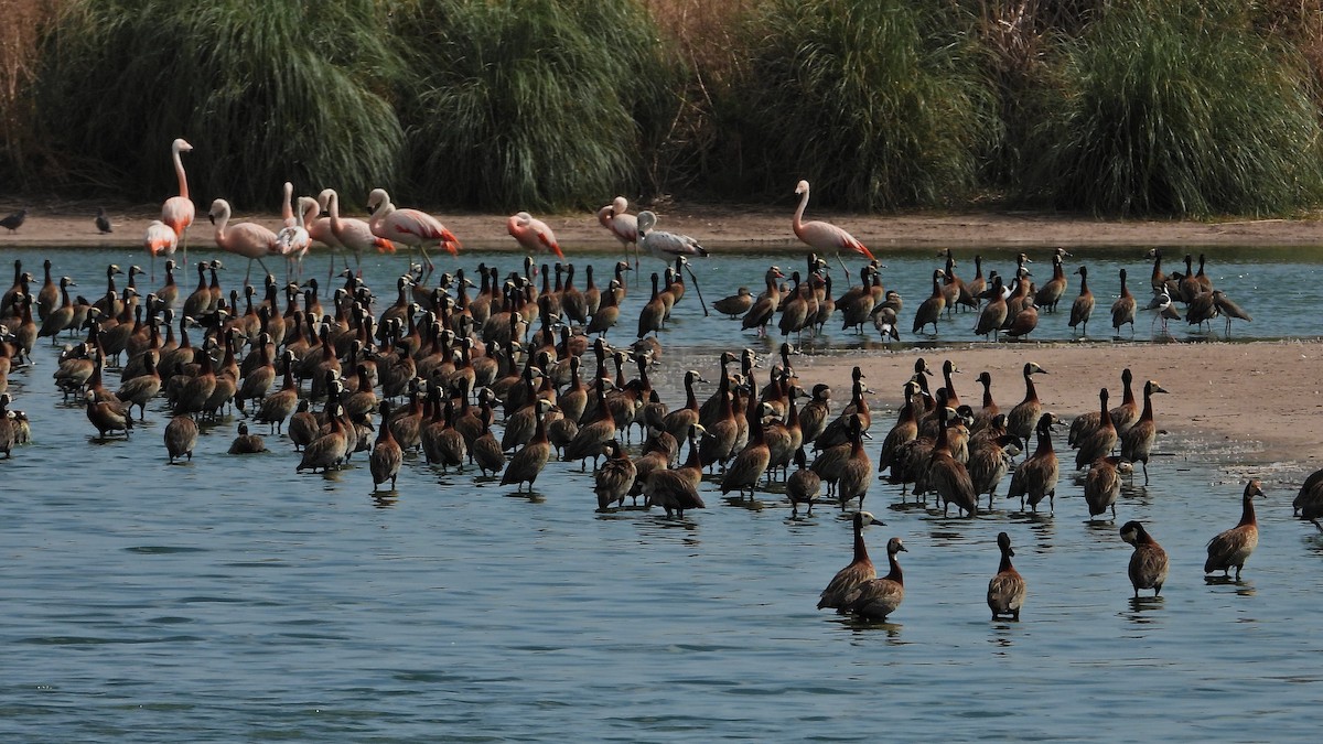 White-faced Whistling-Duck - ML628822260