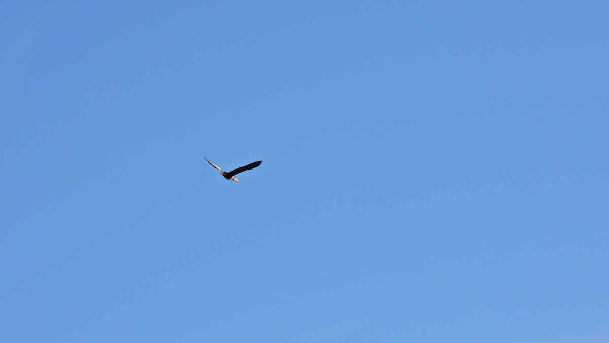 Black-bellied Whistling-Duck - ML628822278