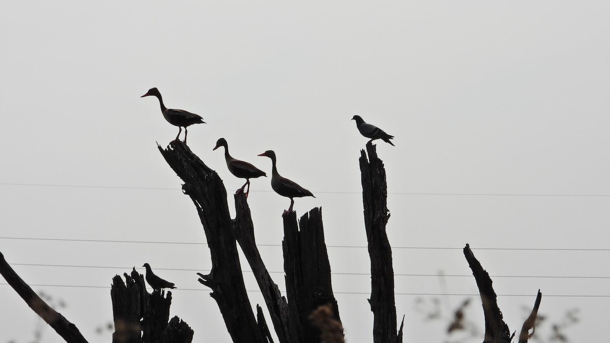 Black-bellied Whistling-Duck - ML628822279