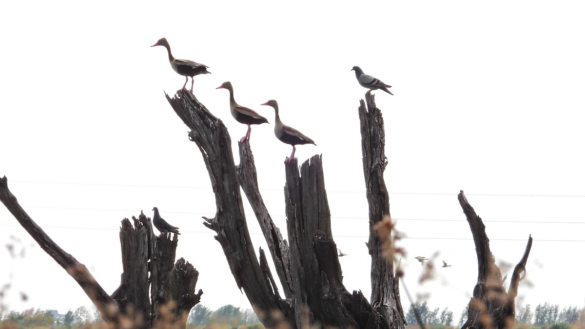 Black-bellied Whistling-Duck - ML628822280