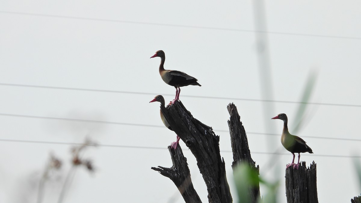 Black-bellied Whistling-Duck - ML628822281