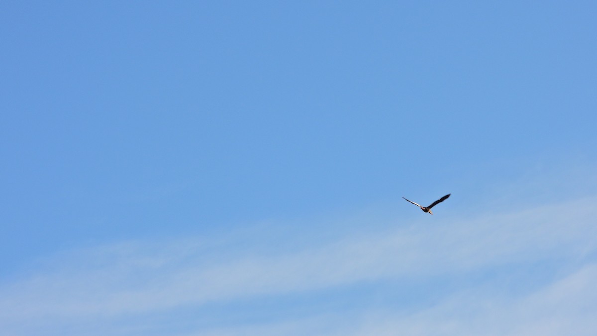 Black-bellied Whistling-Duck - ML628822282