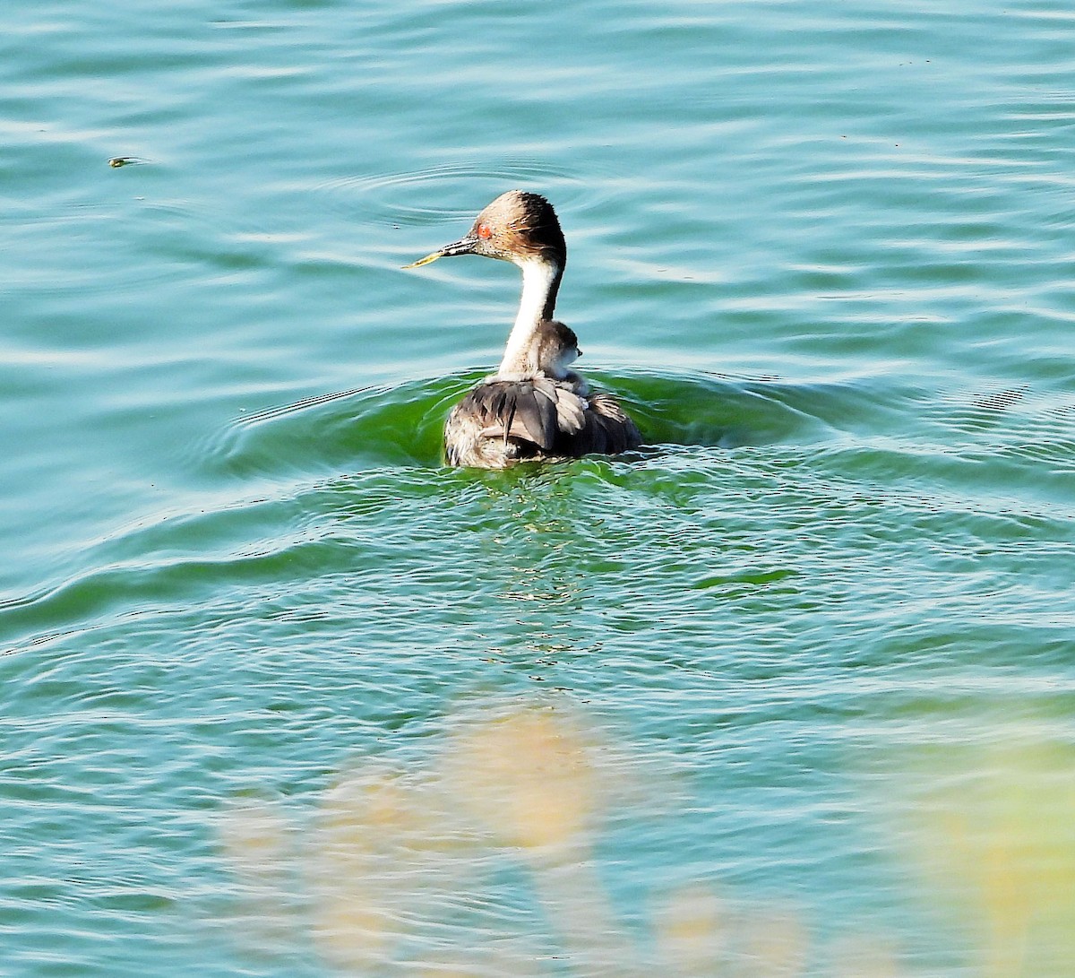 Silvery Grebe - ML628822291