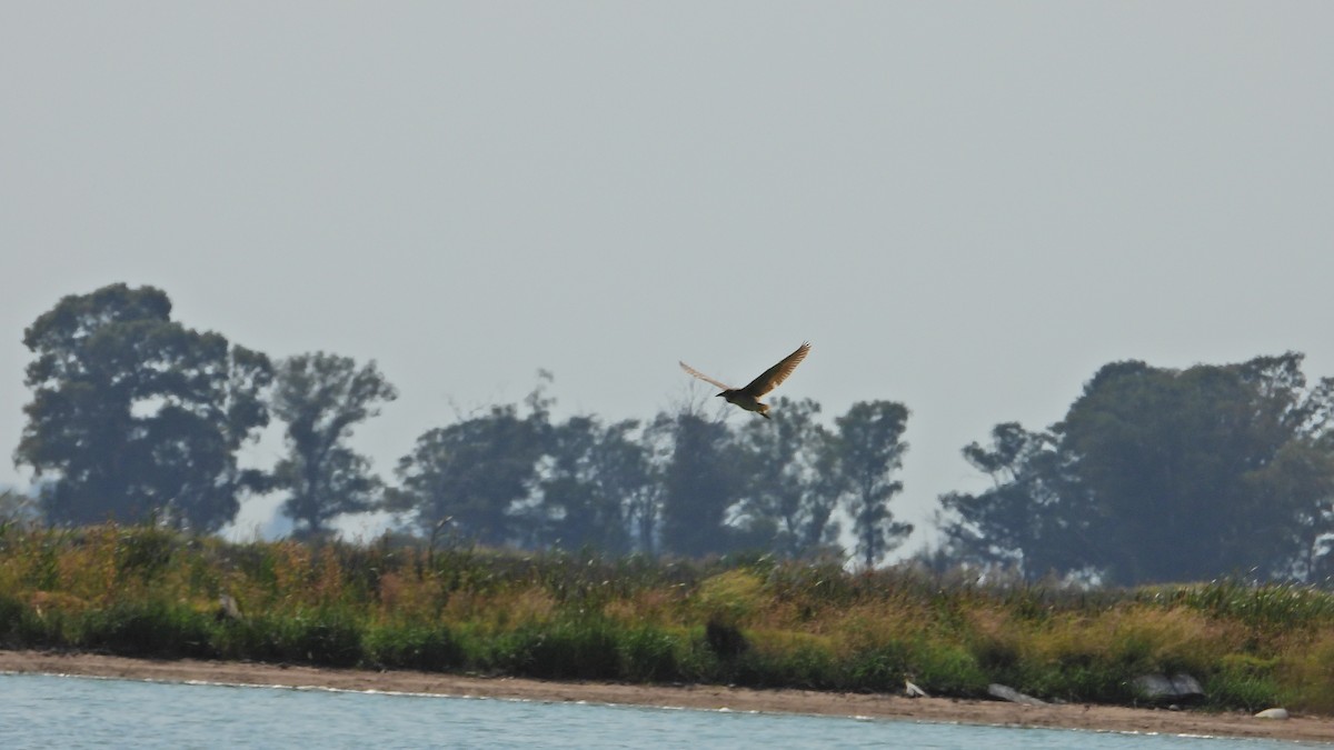 Black-crowned Night Heron - ML628822313