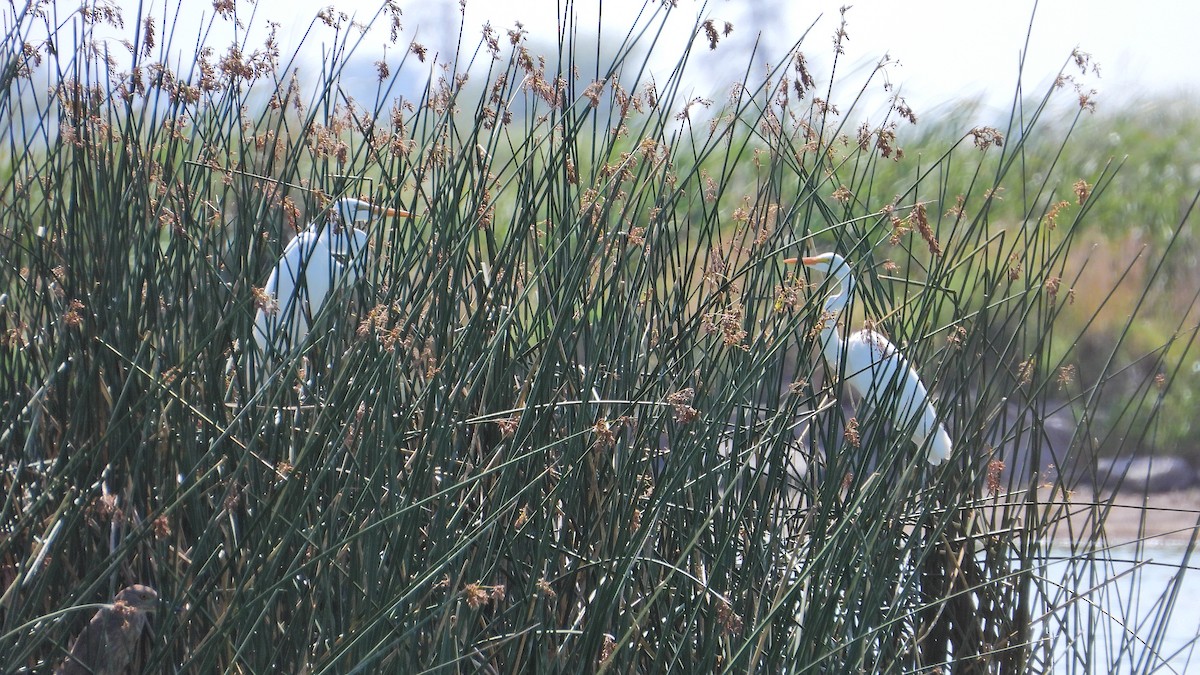 Great Egret - ML628822327