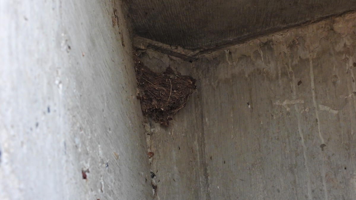 Barn Swallow - ML628822340