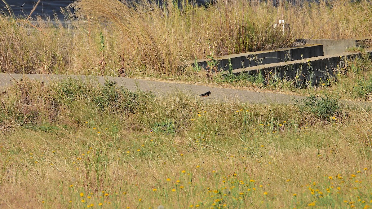 Barn Swallow - ML628822341